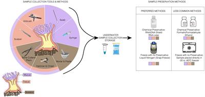 Best practices for generating and analyzing 16S rRNA amplicon data to track coral microbiome dynamics